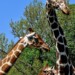 Domenica 23 giugno al Bioparco giornata dedicata a ‘Sua Altezza la giraffa’