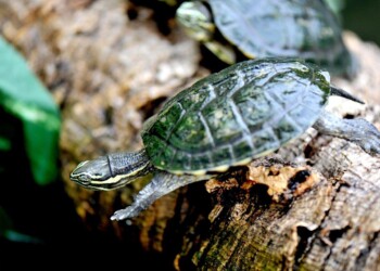 Domenica 9 giugno giornata di sensibilizzazione sulle specie minacciate del Vietnam