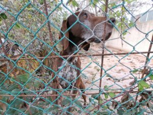 I quattrozampe, cani da caccia e meticci scheletrici e feriti, erano costretti a vivere tra le loro deiezioni e rifiuti vari