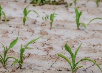 Caldo: Coldiretti, siccità “brucia” un campo di grano su cinque