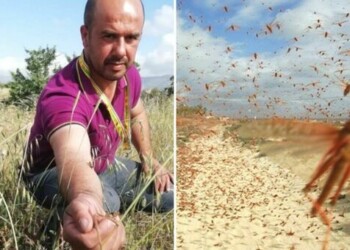 Caldo record e sciami di cavallette, Coldiretti Marche: “Foraggio a rischio”