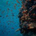 Mare Nostrum
