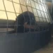 Sequestrati 15 rottweiler dall’OIPA nel catanese: vivevano di stenti in un contesto da incubo. Denunciato il detentore
