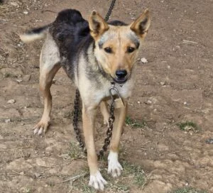 L’Oipa invita a non ignorare casi di degrado e maltrattamento di cui si sia a conoscenza e a rivolgersi sempre alle sue guardie zoofile