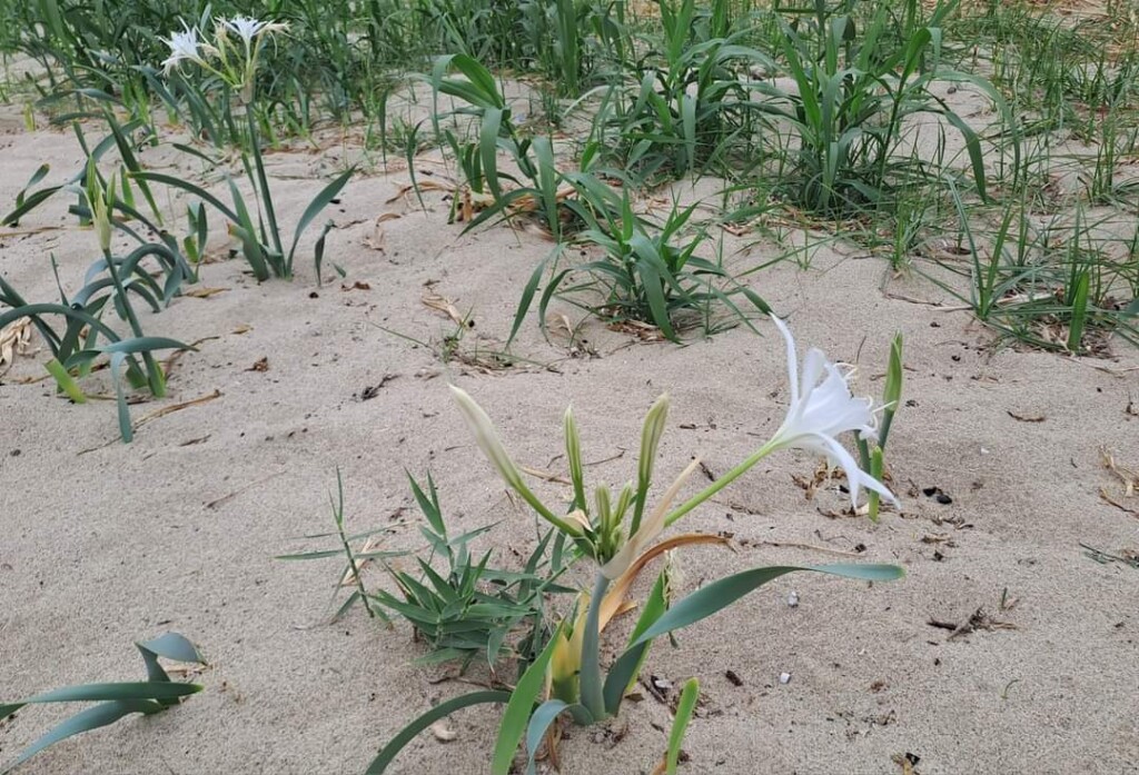 Pancratium maritimum