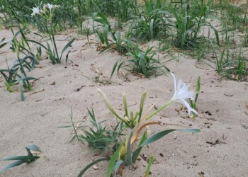Pancratium maritimum