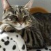 8 agosto: Giornata internazionale del gatto, un ligure su due ne ha uno in casa