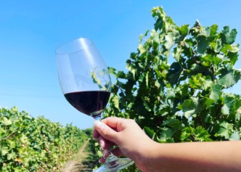 Festa della Vendemmia: la Sicilia sud orientale punta sul nero d’avola e rilancia