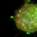 Tumori del colon-retto, all’IRCSS Candiolo nasce la Biobanca più grande al mondo di organoidi: 128 i mini-tumori creati in laboratorio