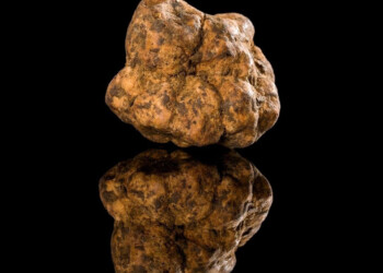 Il Tartufo Toscano: l’eccellenza nascosta della Costa degli Etruschi
