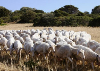 Lingua blu: migliaia di animali morti, serve campagna vaccinale