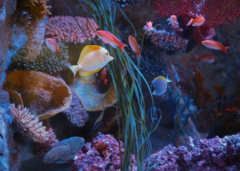 GLI ILLUSIONISTI DEL MARE: la nuova esperienza di edutainment a tema mimetismo di Gardaland SEA LIFE Aquarium