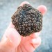Tartufo nero Festival: un evento che celebra territorio, eccellenza e sostenibilità