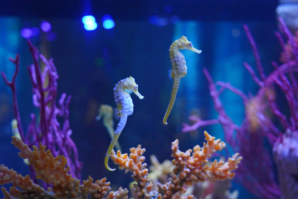 l’Acquario ospita tre specie di cavallucci marini, accuratamente accudite e monitorate: Hippocampus kuda, Hippocampus barbouri e Hippocampus reidi