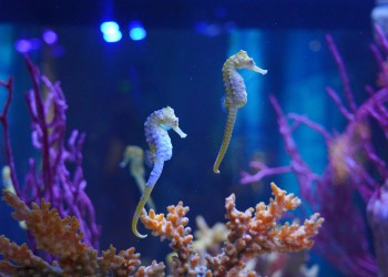 l’Acquario ospita tre specie di cavallucci marini, accuratamente accudite e monitorate: Hippocampus kuda, Hippocampus barbouri e Hippocampus reidi