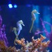 l’Acquario ospita tre specie di cavallucci marini, accuratamente accudite e monitorate: Hippocampus kuda, Hippocampus barbouri e Hippocampus reidi