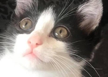 Festa Nazionale del Gatto: viaggio nella storia del nostro amico peloso