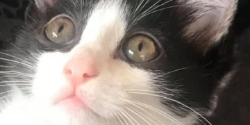 Festa Nazionale del Gatto: viaggio nella storia del nostro amico peloso