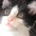 Festa Nazionale del Gatto: viaggio nella storia del nostro amico peloso