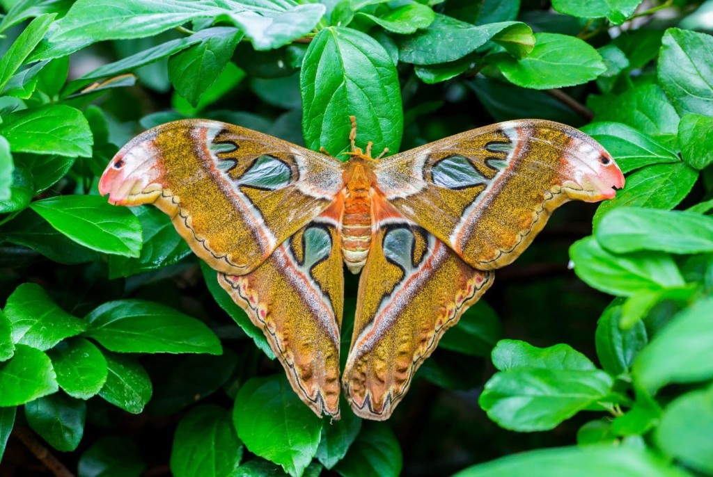 Il coinvolgimento emotivo che suscita la visita alla Casa delle Farfalle stimola soprattutto i piccoli visitatori ad apprezzare l'importanza della Biodiversità