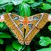 Il coinvolgimento emotivo che suscita la visita alla Casa delle Farfalle stimola soprattutto i piccoli visitatori ad apprezzare l'importanza della Biodiversità