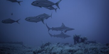Lo Stretto di Sicilia, l’ultimo rifugio per squali e razze nel Mediterraneo: nuove aree di aggregazione scoperte fra Italia e Tunisia richiedono protezione urgente