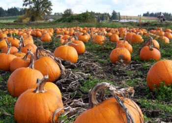 Halloween: Coldiretti, è boom di “Zuccaturismo” tra intaglio, pittura e percorsi da brivido