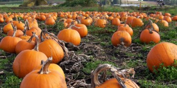 Halloween: Coldiretti, è boom di “Zuccaturismo” tra intaglio, pittura e percorsi da brivido