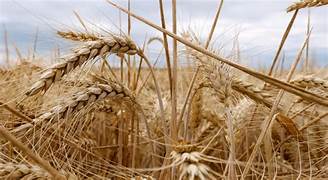 Dieta mediterranea: Coldiretti, grano canadese bocciato, 1 chicco su 2 con funghi e danni da insetti