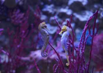 San Valentino sotto le onde: tra scienza, cura e relazioni sottomarine