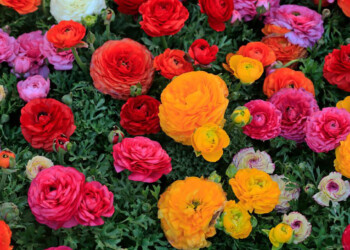 San Valentino: Coldiretti, dal ranuncolo della Campania alla violaciocca, la rivincita del fiore italiano