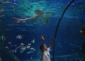 Giornata Mondiale Oceani 2026: le iniziative di SEA LIFE Trust e Gardaland SEA LIFE Aquarium per la biodiversità