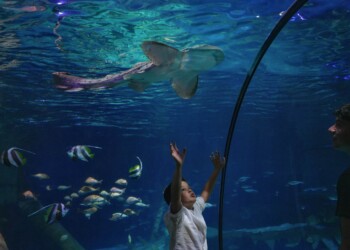 Giornata Mondiale Oceani 2026: le iniziative di SEA LIFE Trust e Gardaland SEA LIFE Aquarium per la biodiversità