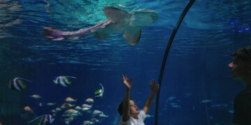 Giornata Mondiale Oceani 2026: le iniziative di SEA LIFE Trust e Gardaland SEA LIFE Aquarium per la biodiversità