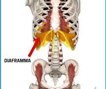 Cos'è il diaframma e quale funzione svolge