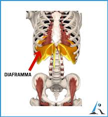 Cos'è il diaframma e quale funzione svolge
