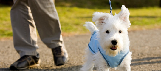 accademia crusca scendere cane