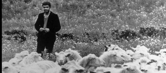 Tutta la rabbia dei pastori sardi per il latte versato e malpagato