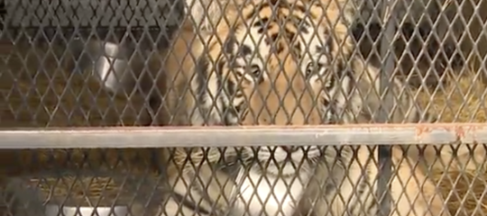 Vanno in una casa abbandonata Houston per fumare dell'erba, trovano una tigre