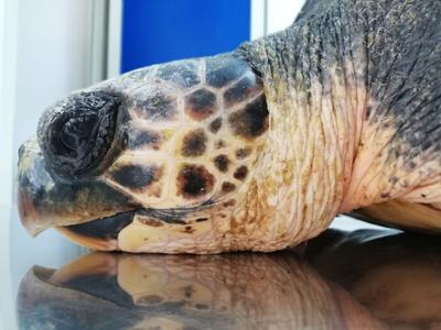 Salvata la tartaruga Rosaria, nello stomaco plastica di sigarette Salvata la tartaruga Rosaria, nello stomaco plastica di sigarette
