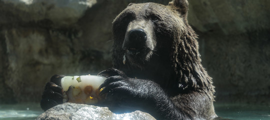 zoo biodiversita animali