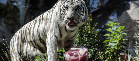zoo biodiversita animali
