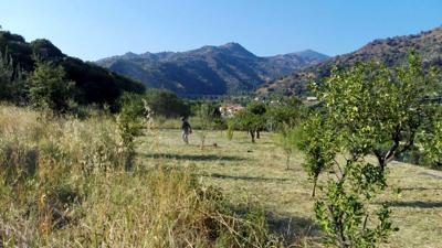 La foresta nasce in banca, 245 alberi entro l'anno La foresta nasce in banca, 245 alberi entro l'anno