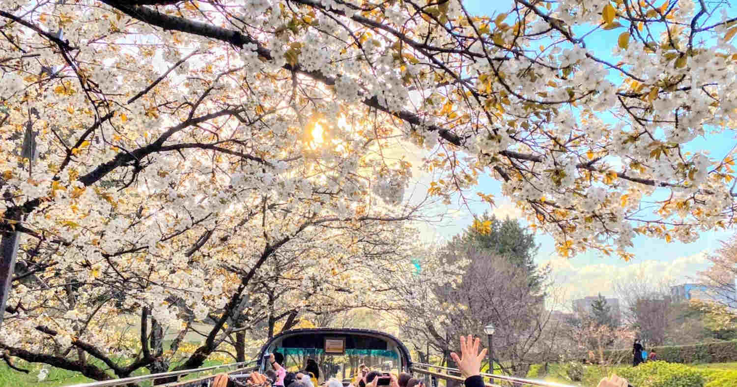 I fiori di ciliegio un vero culto in Giappone